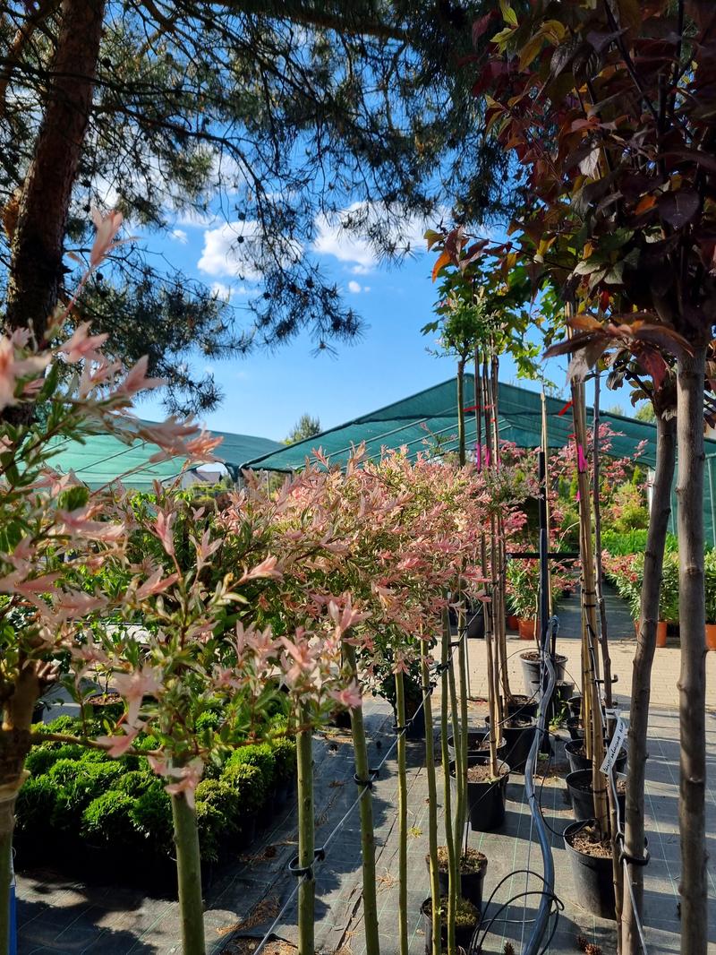 Pielęgnacja roślin w ogrodzie