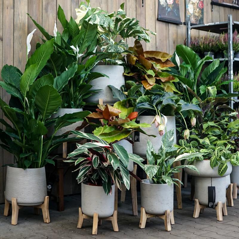 Rośliny odporne na warunki atmosferyczne