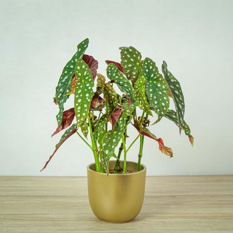 Rośliny wieloletnie do donic