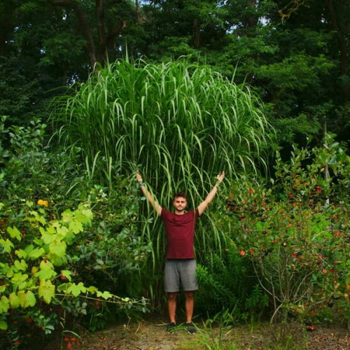 Sadzenie miskanta w ogrodzie