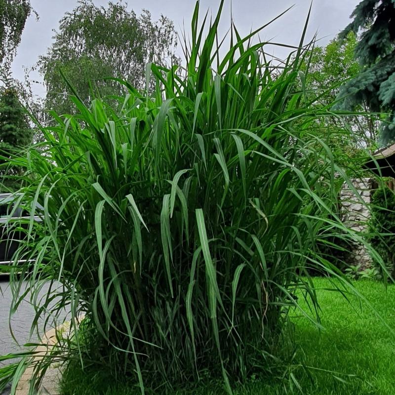 Uprawa miskanta olbrzymiego