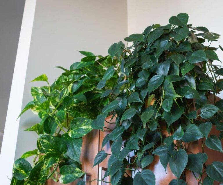 Najlepsze rośliny wieloletnie do donic – praktyczny poradnik dla każdego ogrodnika