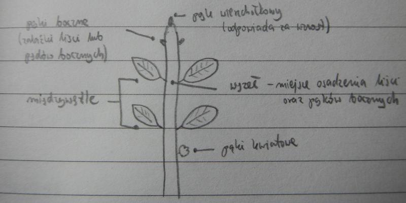 Błędy przy pielęgnacji pigwowca