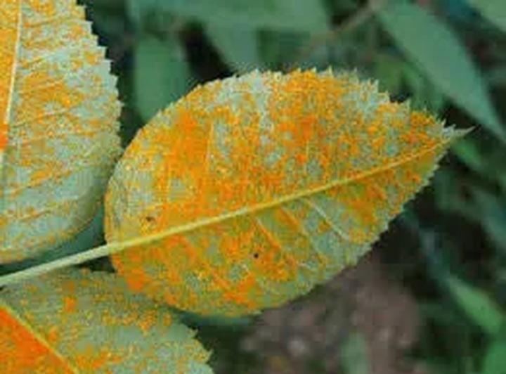 Chemiczne opryski na rdzę roślin