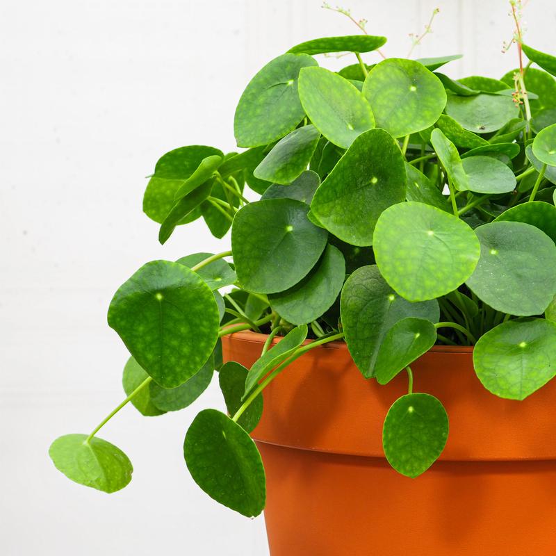 Jak pobudzić kwitnienie pieniążka