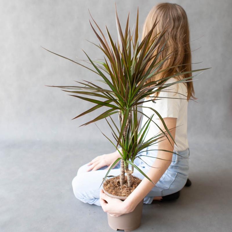 Kiedy przycinać dracenę