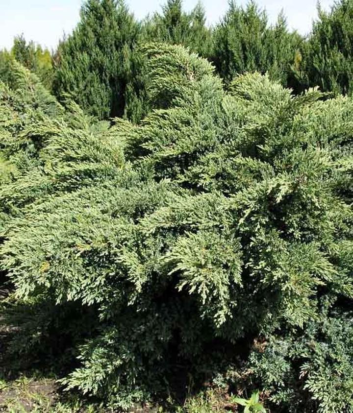 Kiedy przycinać jałowiec