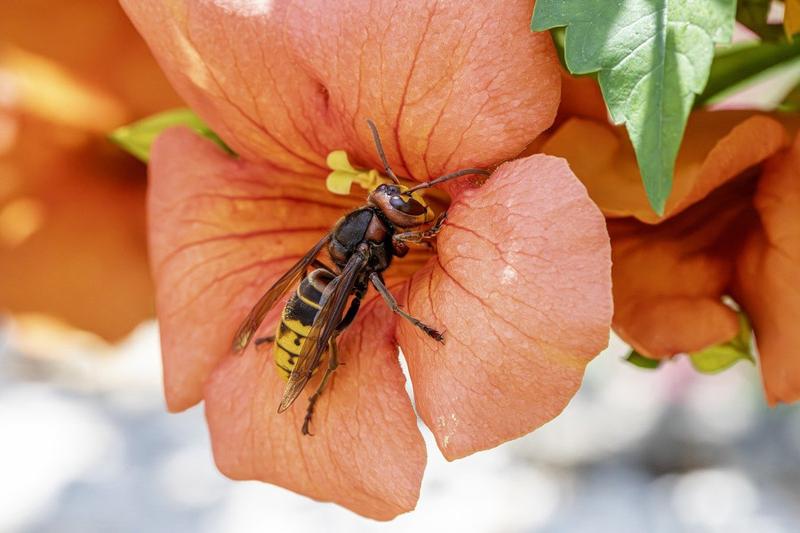 Kontrola szerszeni w ogrodzie