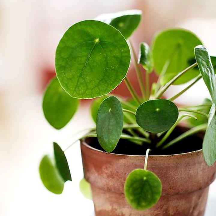 Najczęstsze problemy w uprawie pieniążka