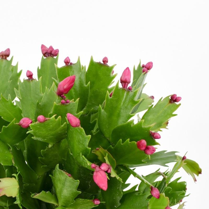 Nawożenie grudnika aby zakwitł