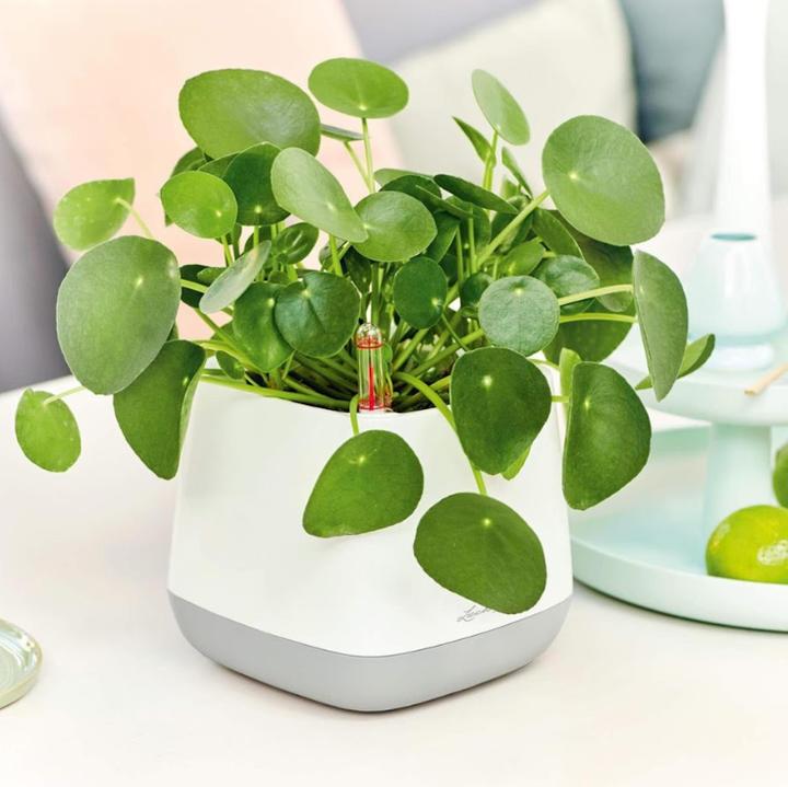 Nawożenie i podlewanie pieniążka