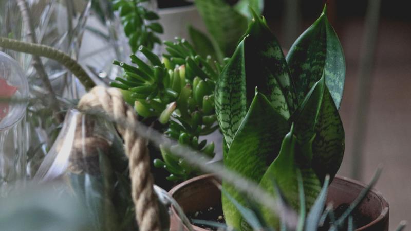 Opieka nad roślinami doniczkowymi zimą