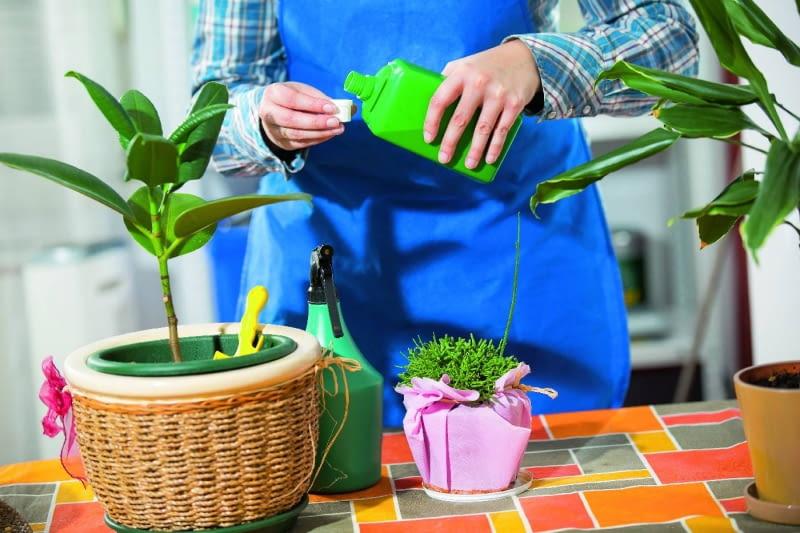 Oświetlenie roślin zimą