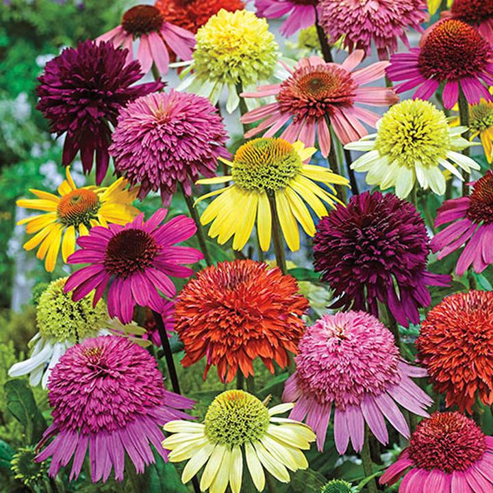 Pielęgnacja jeżówek