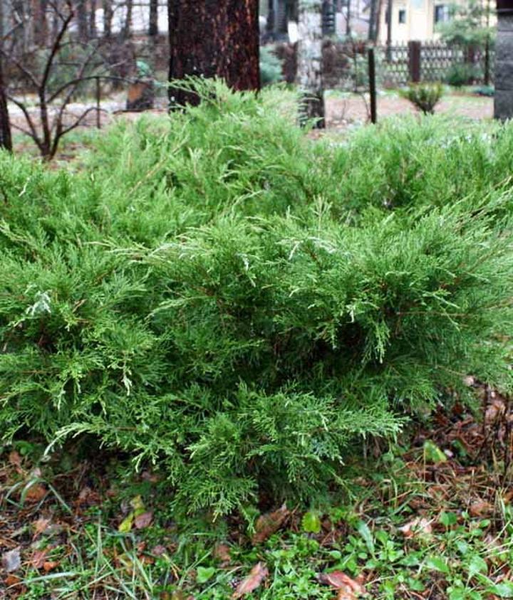 Przycinanie jałowca