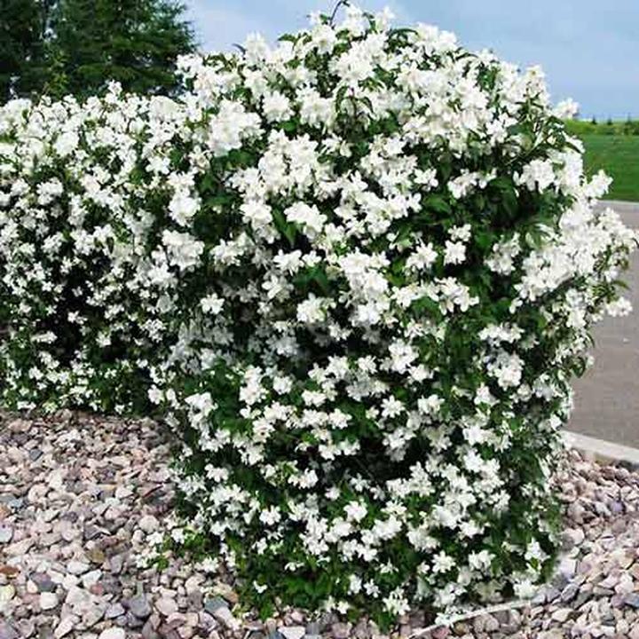 Przycinanie jaśminowca