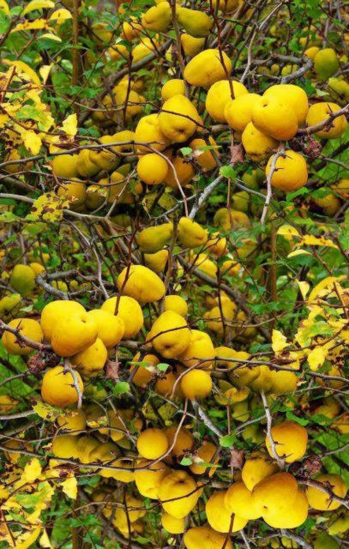 Przycinanie pigwowca