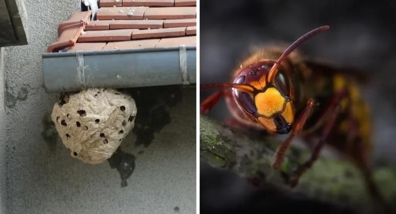 Pułapki na szerszenie