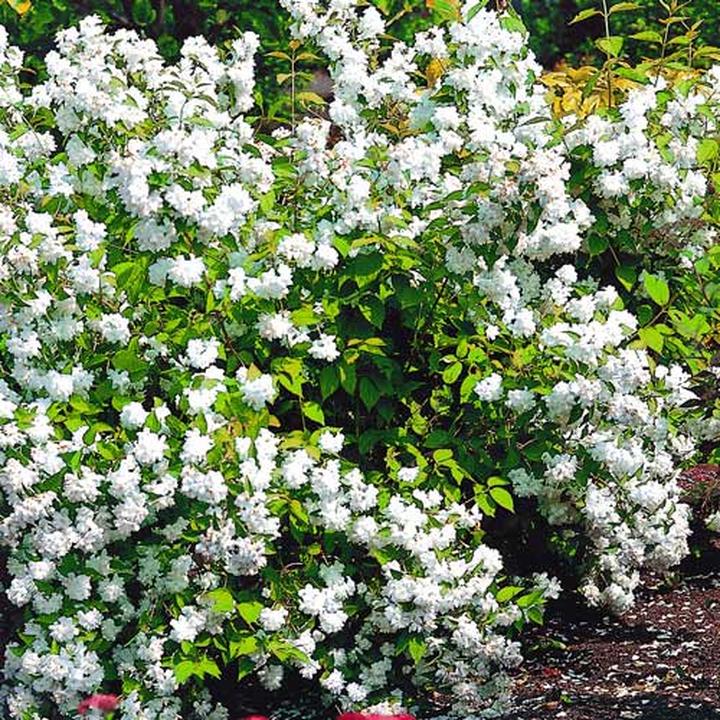 Techniki cięcia jaśminu