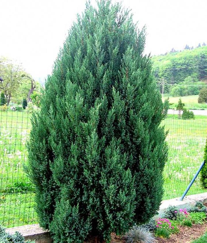 Techniki przycinania jałowca