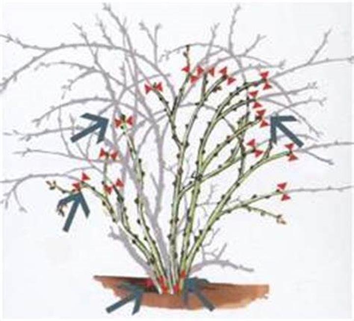 Techniki przycinania pigwowca