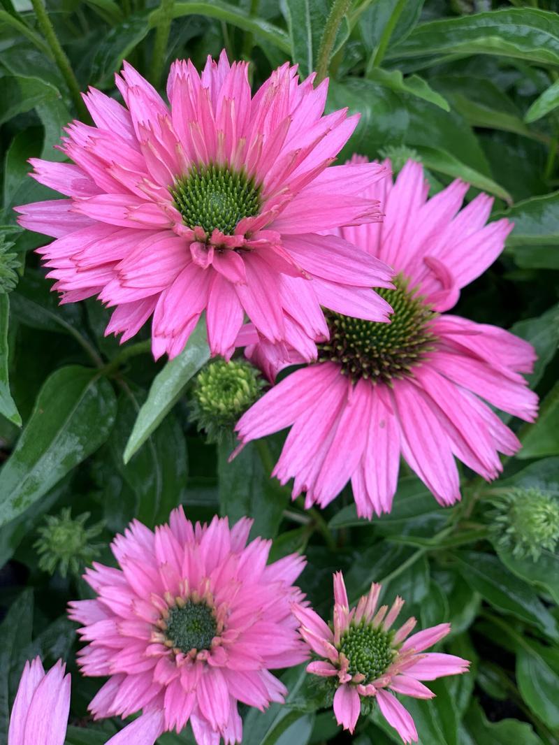 Warunki dla jeżówek