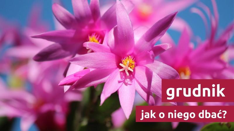 Wiotkie liście grudnika przyczyny