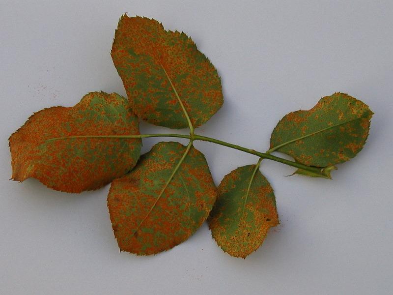 Zwalczanie rdzy róż i malw