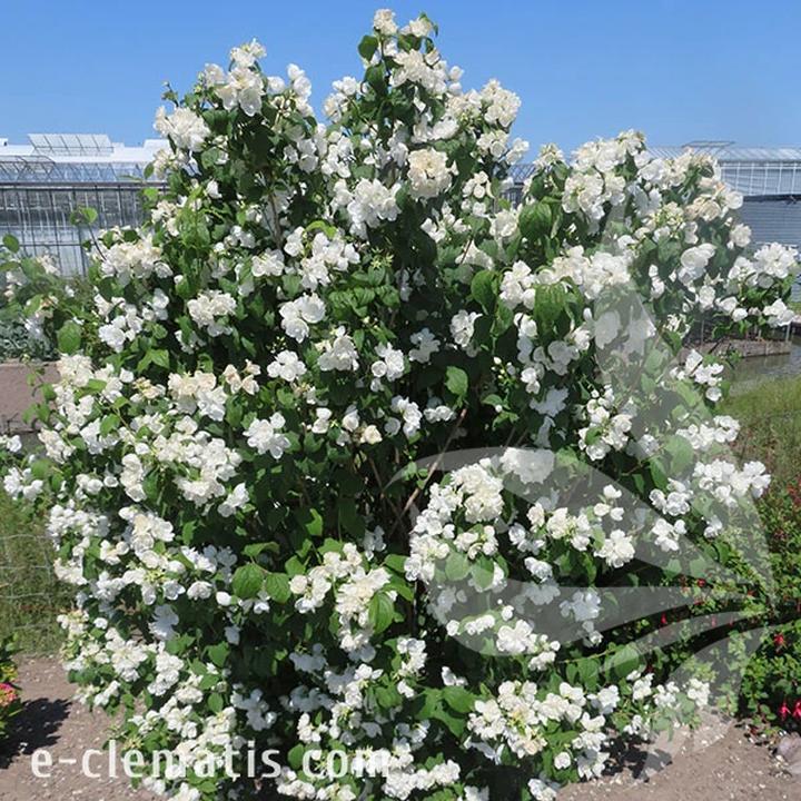 Jak i kiedy przycinać jaśminowiec? Praktyczny poradnik na temat cięcia jaśminu