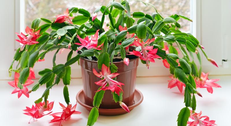 Jak uratować grudnika z wiotkimi liśćmi i brakiem kwiatów?