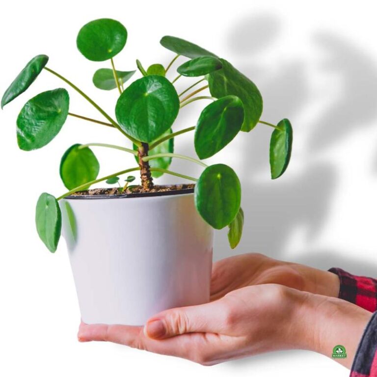 Kwiat pieniazek – jak skutecznie go uprawiać i cieszyć się jego pięknym kwitnieniem? Praktyczny poradnik