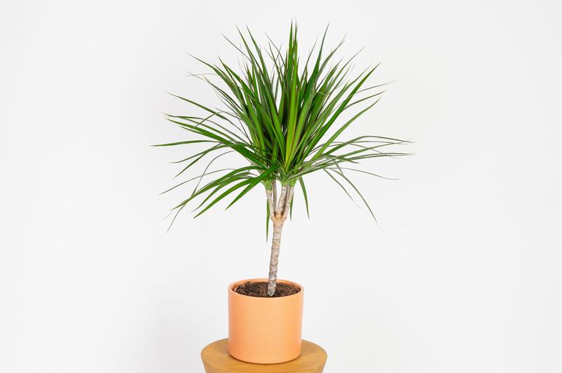 Praktyczny poradnik: kiedy i jak przycinać dracenę, aby cieszyć się jej pięknem