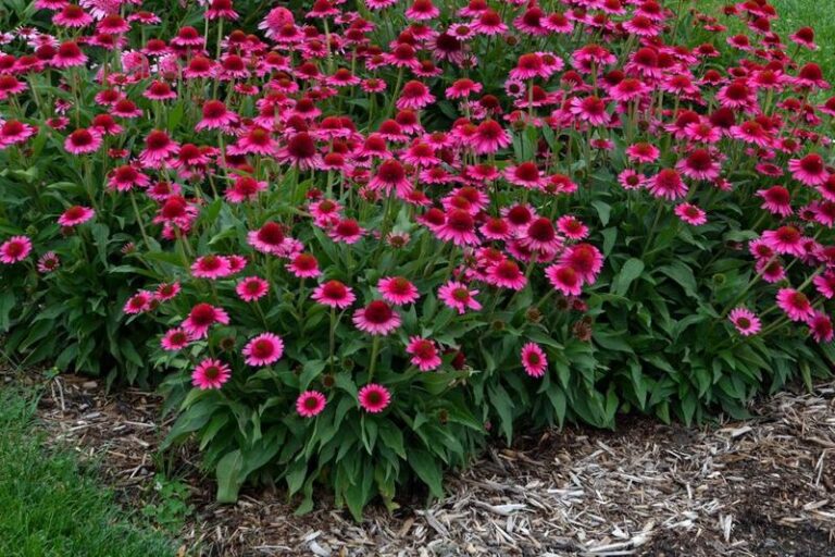 Praktyczny poradnik: Kiedy i jak sadzić jeżówki, aby cieszyć się ich pięknem przez cały sezon