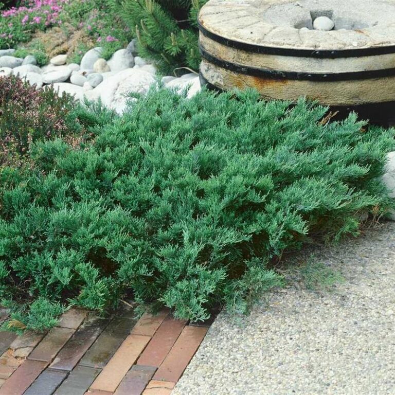 Praktyczny poradnik: Kiedy i jak skutecznie przycinać jałowiec?