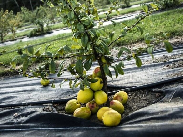 Przycinanie pigwowca: Jak i kiedy to zrobić? Praktyczny poradnik dla ogrodników