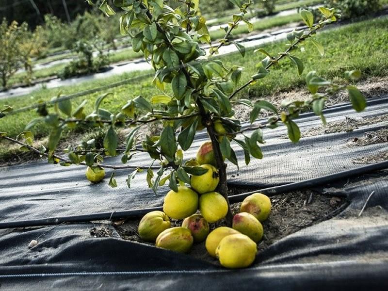 Przycinanie pigwowca: Jak i kiedy to zrobić? Praktyczny poradnik dla ogrodników