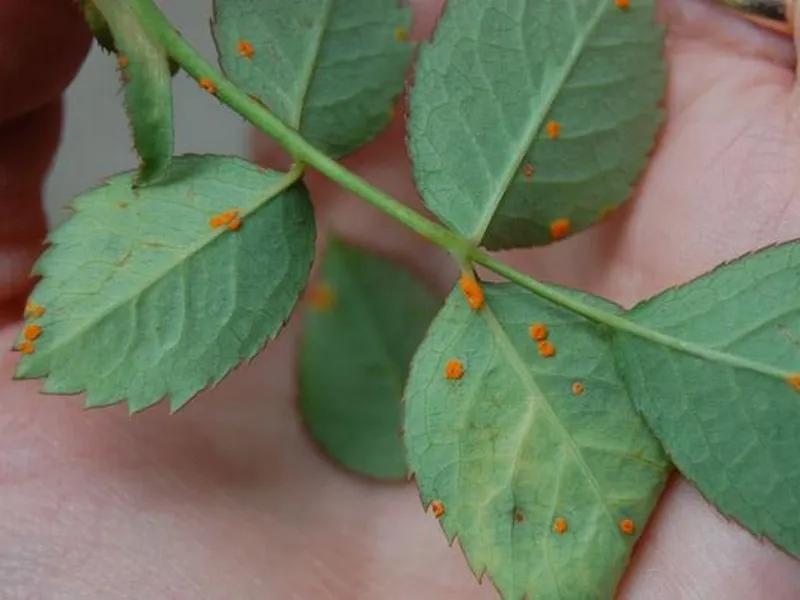 Skuteczne metody walki z rdzą róży i malwy – jaki oprysk wybrać?