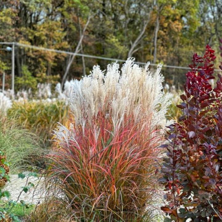 Miskant olbrzymi – praktyczny poradnik: Kiedy i jak go sadzić, aby cieszyć się pięknym ogrodem