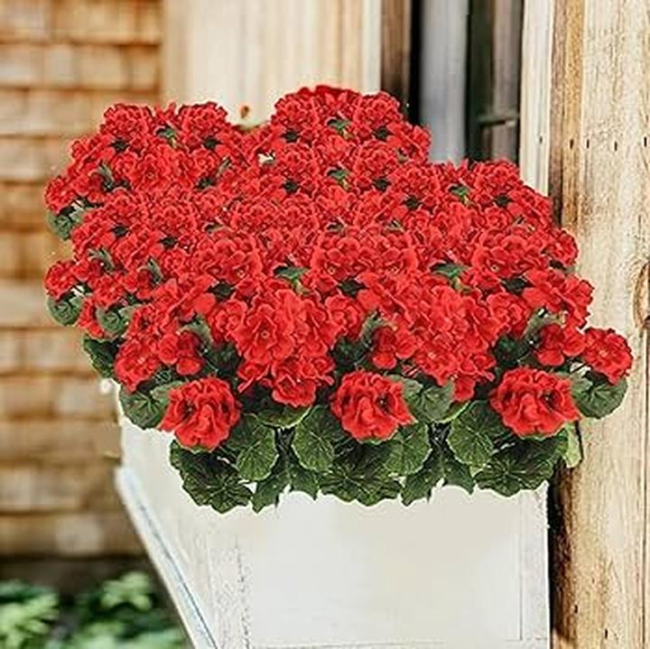 Kiedy przycinać geraniumy