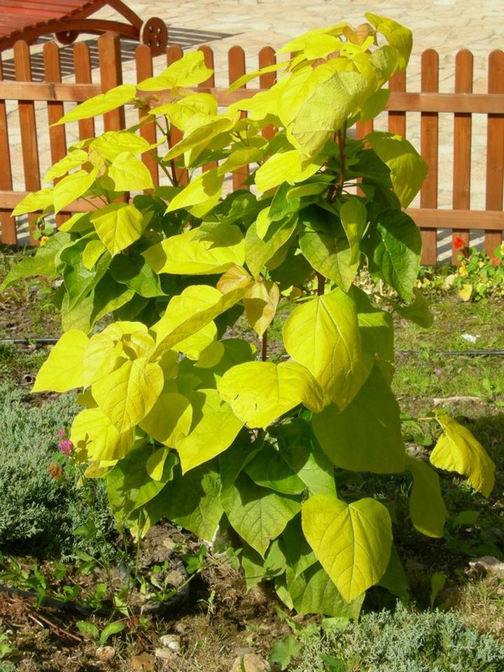 Kiedy sadzić katalpę