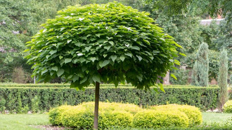 Warunki uprawy katalpy