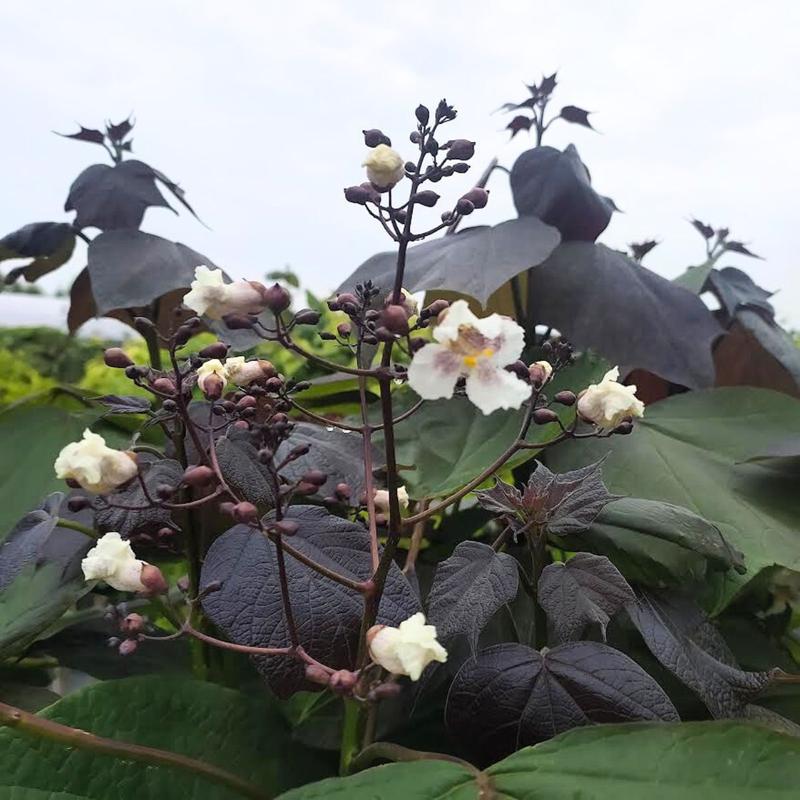 Zalety katalpy w ogrodzie