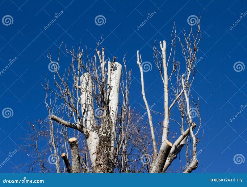 Jak i kiedy przeprowadzić cięcie brzozy? Praktyczny poradnik dla każdego ogrodnika