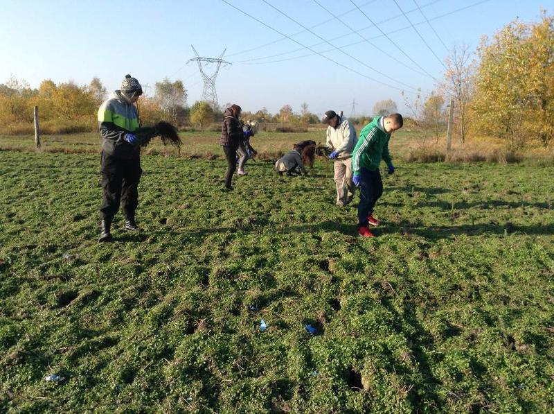 Jak skutecznie sadzić świerki? Praktyczny poradnik o najlepszych terminach i technikach.