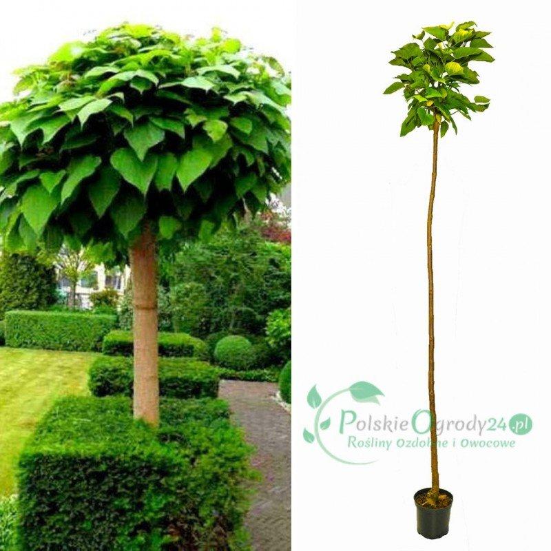 Katalpa – najlepszy czas i metody na sadzenie tej pięknej rośliny