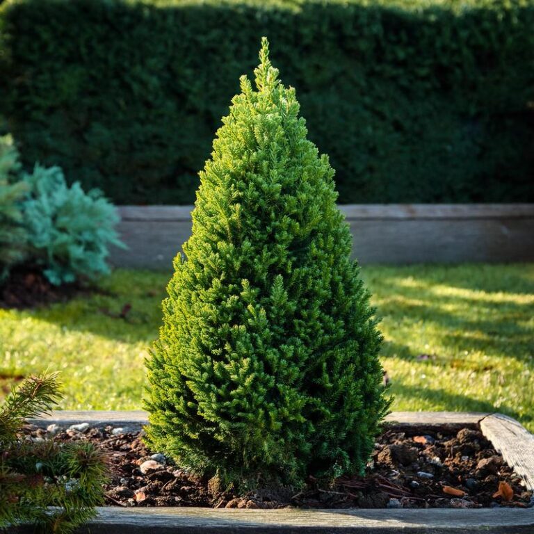 Świerk Conica – inspirujące aranżacje i kompozycje, które podkreślą jego urok