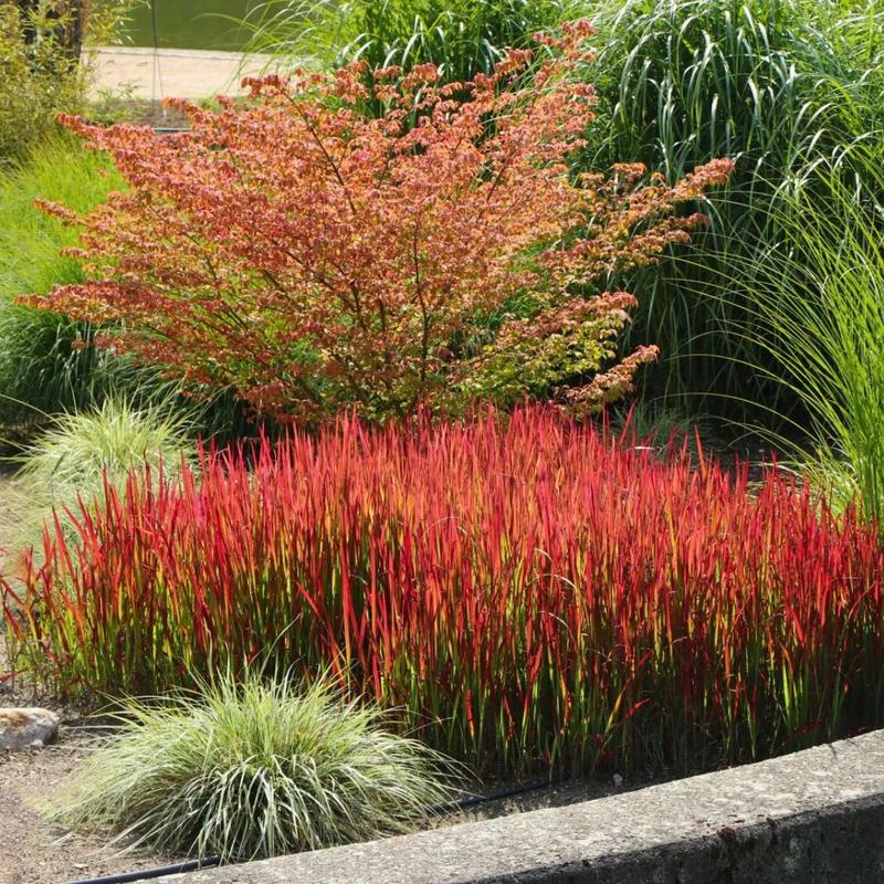 Aranżacje ogrodowe z trawami