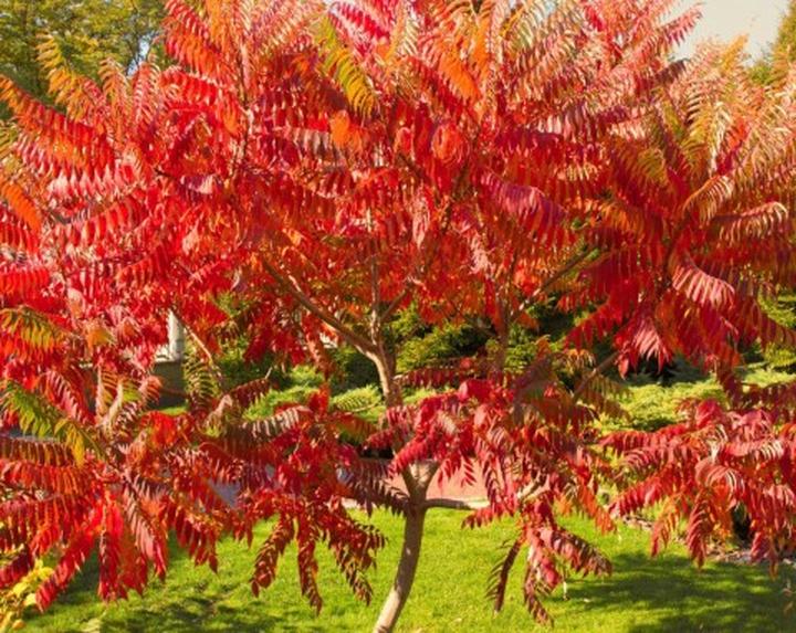 Naturalne metody ochrony i nawożenia