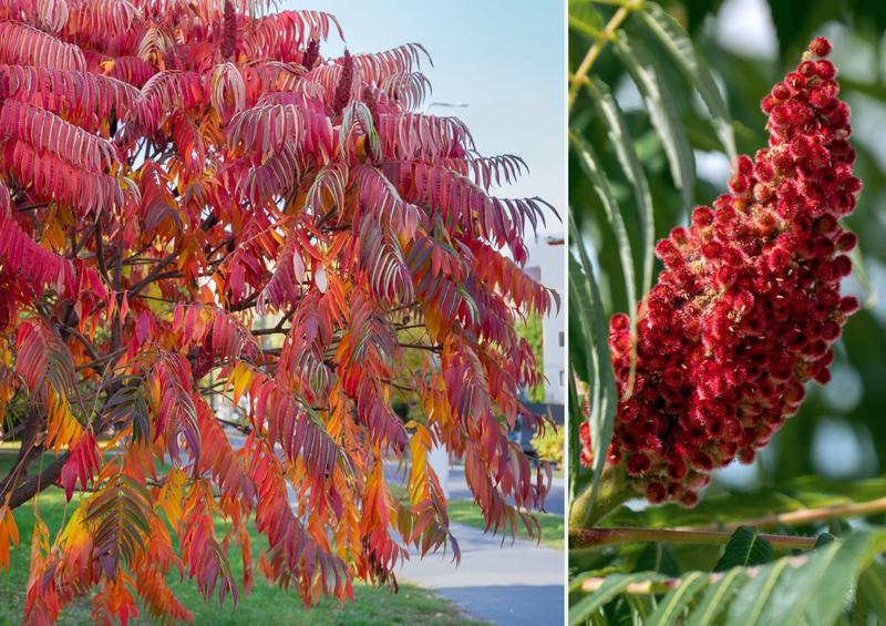 Pielęgnacja drzewa zemsty sąsiada