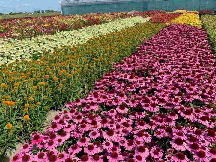 Pielęgnacja jezówek